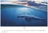 Wale und Delfine Kalender 2026 -... - Bild 11