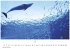 Wale und Delfine Kalender 2026 -... - Bild 5