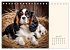 Goldige Kavalier King Charles Spaniels... - Bild 12