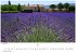 Provence Kalender 2026 - Wandkalender  ... - Bild 7