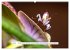 La Mante Orchidée (Calendrier mural... - Bild 12