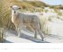 Sylt 2026 - Bildkalender XXL 60x50 cm -... - Bild 5