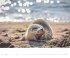 Sylt 2026 - Bildkalender XXL 60x50 cm -... - Bild 9