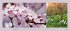 Landlust Panorama: Garten-Kontraste... - Bild 3
