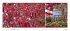 Landlust Panorama: Garten-Kontraste... - Bild 7