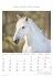 Pferde 2026 - Bildkalender 23,7x34 cm -... - Bild 11