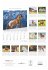 Pferde 2026 - Bildkalender 23,7x34 cm -... - Bild 14
