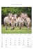 Pferde 2026 - Bildkalender 23,7x34 cm -... - Bild 4