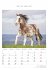 Pferde 2026 - Bildkalender 23,7x34 cm -... - Bild 5