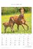 Pferde 2026 - Bildkalender 23,7x34 cm -... - Bild 6