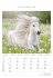 Pferde 2026 - Bildkalender 23,7x34 cm -... - Bild 7