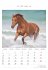 Pferde 2026 - Bildkalender 23,7x34 cm -... - Bild 8