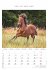 Pferde 2026 - Bildkalender 23,7x34 cm -... - Bild 9