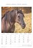 Pferde 2026 - Bildkalender 23,7x34 cm -... - Bild 10
