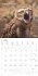 Funny Animals 2026 - Wand-Kalender -... - Bild 5