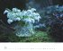Blumenpracht - Wandkalender mit 12... - Bild 3
