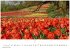 Gartenparadiese Kalender 2026 -... - Bild 8