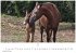 Pferde Kalender 2026 - Wandkalender  ... - Bild 12