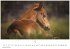 Pferde Kalender 2026 - Wandkalender  ... - Bild 5