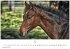 Pferde Kalender 2026 - Wandkalender  ... - Bild 9