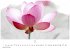 Flower Fantasy Kalender 2026 -... - Bild 12