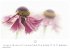 Flower Fantasy Kalender 2026 -... - Bild 13