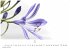 Flower Fantasy Kalender 2026 -... - Bild 7