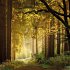 Unser Wald/Forest Nature 2026 - Bild 3