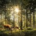 Unser Wald/Forest Nature 2026 - Bild 4
