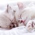 Katzen/Cats 2026 - Bild 2