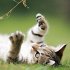 Katzen/Cats 2026 - Bild 11