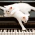 Katzen/Cats 2026 - Bild 12