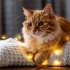 Katzen/Cats 2026 - Bild 13
