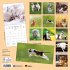 Katzen/Cats 2026 - Bild 14