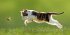 Katzen/Cats 2026 - Bild 15