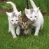 Katzen/Cats 2026 - Bild 3