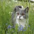 Katzen/Cats 2026 - Bild 4