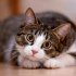 Katzen/Cats 2026 - Bild 5