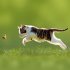 Katzen/Cats 2026 - Bild 7