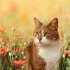 Katzen/Cats 2026 - Bild 8