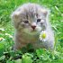 Katzen/Cats 2026 - Bild 9