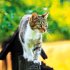 Katzen/Cats 2026 - Bild 10