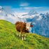 Alpen 2026 - Bild 7