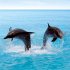 Delfine/Dolphins 2026 - Bild 11