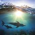 Delfine/Dolphins 2026 - Bild 12