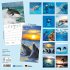 Delfine/Dolphins 2026 - Bild 14