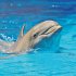 Delfine/Dolphins 2026 - Bild 3