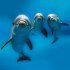 Delfine/Dolphins 2026 - Bild 4