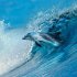 Delfine/Dolphins 2026 - Bild 5