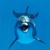 Delfine/Dolphins 2026 - Bild 6